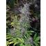 Blackberry Feminized