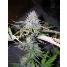 Blackjack Feminized