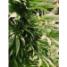 Medusa Feminized - click to compare prices