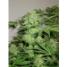Northern Lights Feminized - click to compare prices