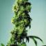 Short Rider Feminized - click to compare prices