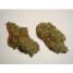 Swiss Cheese Feminized - click to compare prices