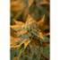 White Castle Feminized - click to compare prices