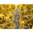 Wonder Woman Feminized - click to compare prices