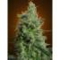 Delahaze - Feminized - click to compare prices