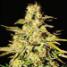 Jacky White Feminized