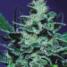 Nebula 5 Feminized - click to compare prices