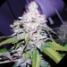 White Berry Feminized