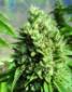Kandy Kush - click to compare prices