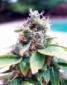 Snowcap Romulan - click to compare prices