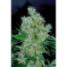 Power Flower - click to compare prices
