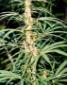 Durban Poison Seeds - click to compare prices