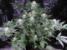 G13 Haze Seeds - click to compare prices
