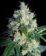 Velvet Bud - click to compare prices