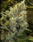Indian Skunk - click to compare prices