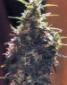 Skunk Haze - click to compare prices