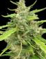 Sugar Haze - click to compare prices