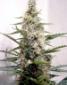 Swazi Skunk - click to compare prices