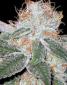 White Widow - click to compare prices