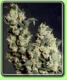 Jack Herer - click to compare prices