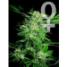 Big Bud - Feminized - click to compare prices