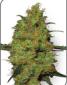 Master Kush - click to compare prices