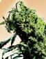 Northern Lights No 5 X Haze Seeds - click to compare prices