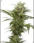 Sativa Mix Feminised - click to compare prices