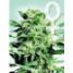 Shiva Skunk  Feminized - click to compare prices