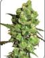 Super Skunk Feminised - click to compare prices