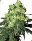 White Label Rhino - click to compare prices