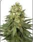 White Widow - click to compare prices