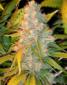 Legends Ultimate Indica - click to compare prices