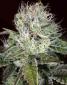 Agent Orange - click to compare prices