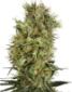 California Orange Bud - click to compare prices