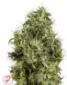 Bleu Berries Feminised - click to compare prices