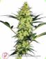 White Diesel Feminised - click to compare prices