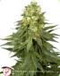 White Widow Feminised - click to compare prices