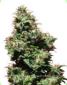 Kali Haze Regular - click to compare prices