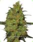 Master Kush Regular - click to compare prices