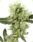 White Haze Regular - click to compare prices