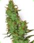 White Label Jack Herer Regular - click to compare prices