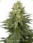 White Widow Regular - click to compare prices