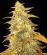 Afghan Kush - click to compare prices