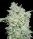 Afghan Kush Special - click to compare prices