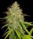 Afghan Kush X Black Domina - click to compare prices