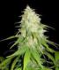 Afghan Kush X White Widow - click to compare prices