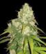 Afghan Kush X Yumbolt - click to compare prices