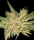 Amnesia - click to compare prices