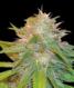 Chronic Haze - click to compare prices
